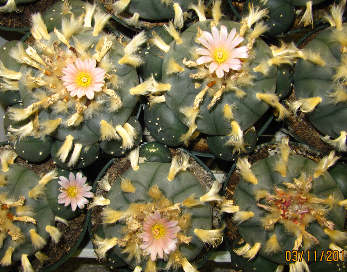 Lophophora Williamsii 4 year old plants